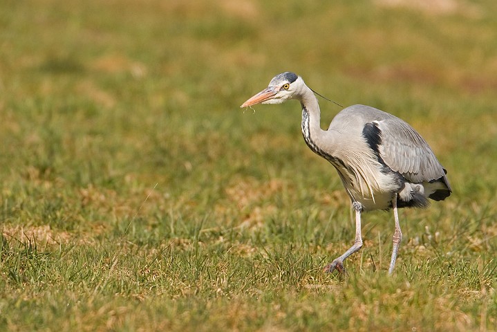 Graureiher Ardea cinerea